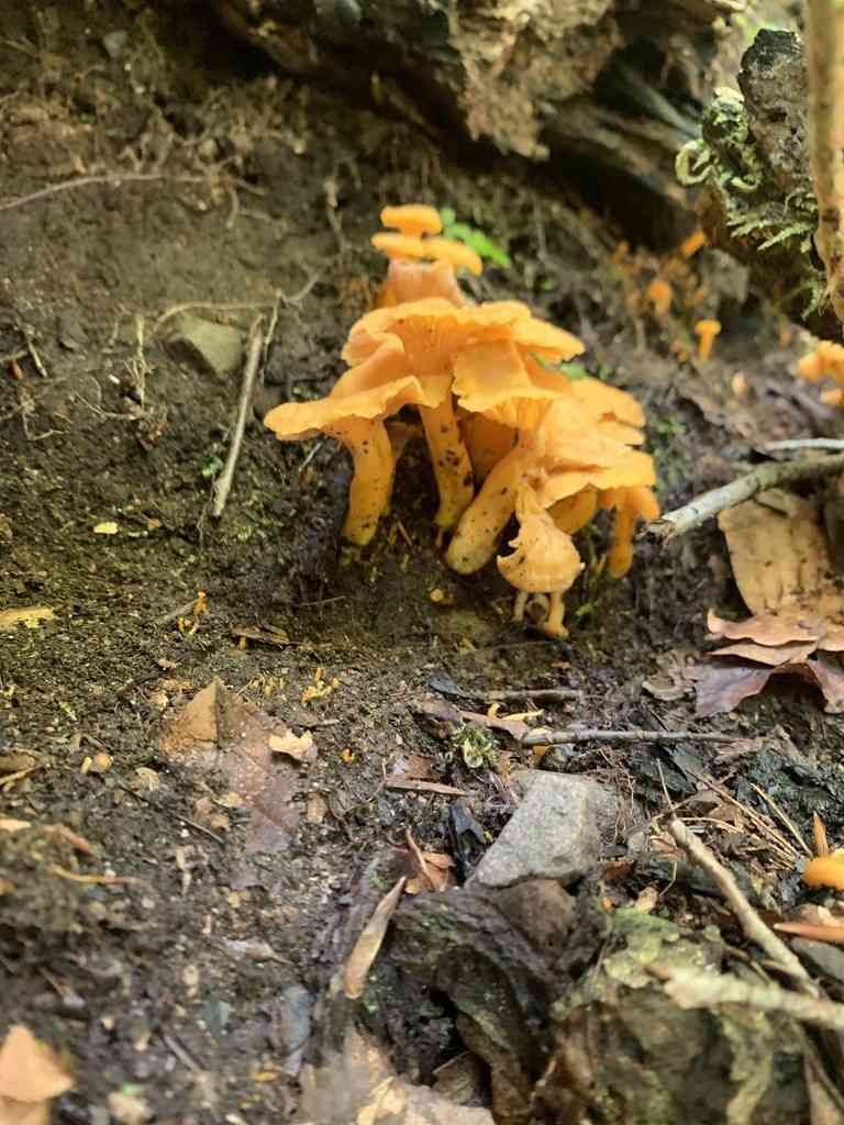 Small chanterelle (Cantharellus minor) thumbnail 3