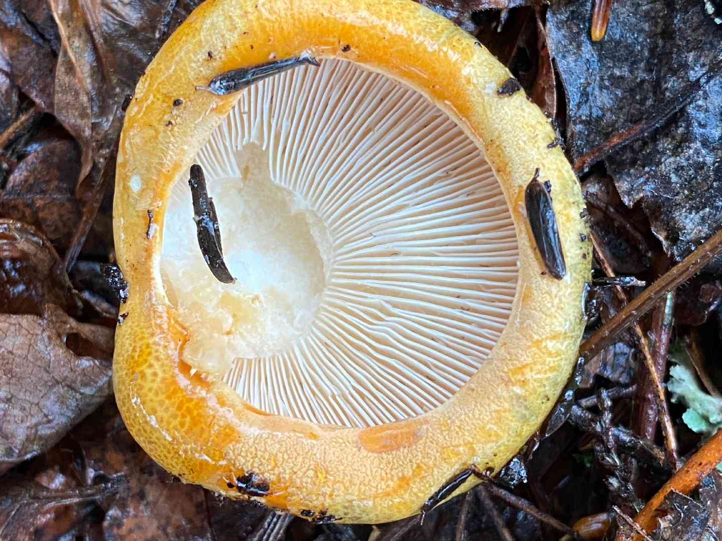Golden orange tricholoma (Tricholoma aurantium) thumbnail 3