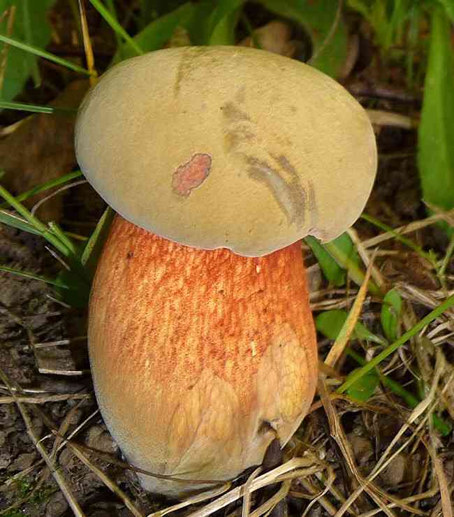 Boletus luridellus (Boletus luridellus) thumbnail 3