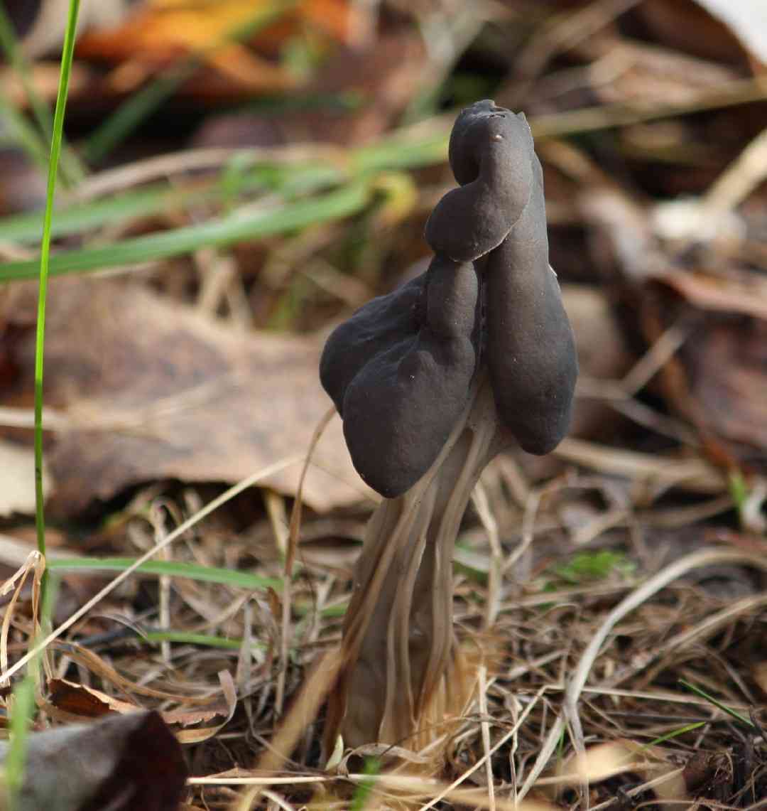 Fluted black elfin saddle