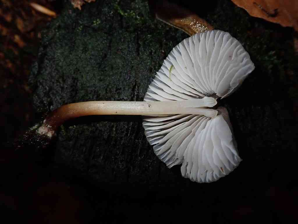 Clustered bonnet (Mycena inclinata) thumbnail 2