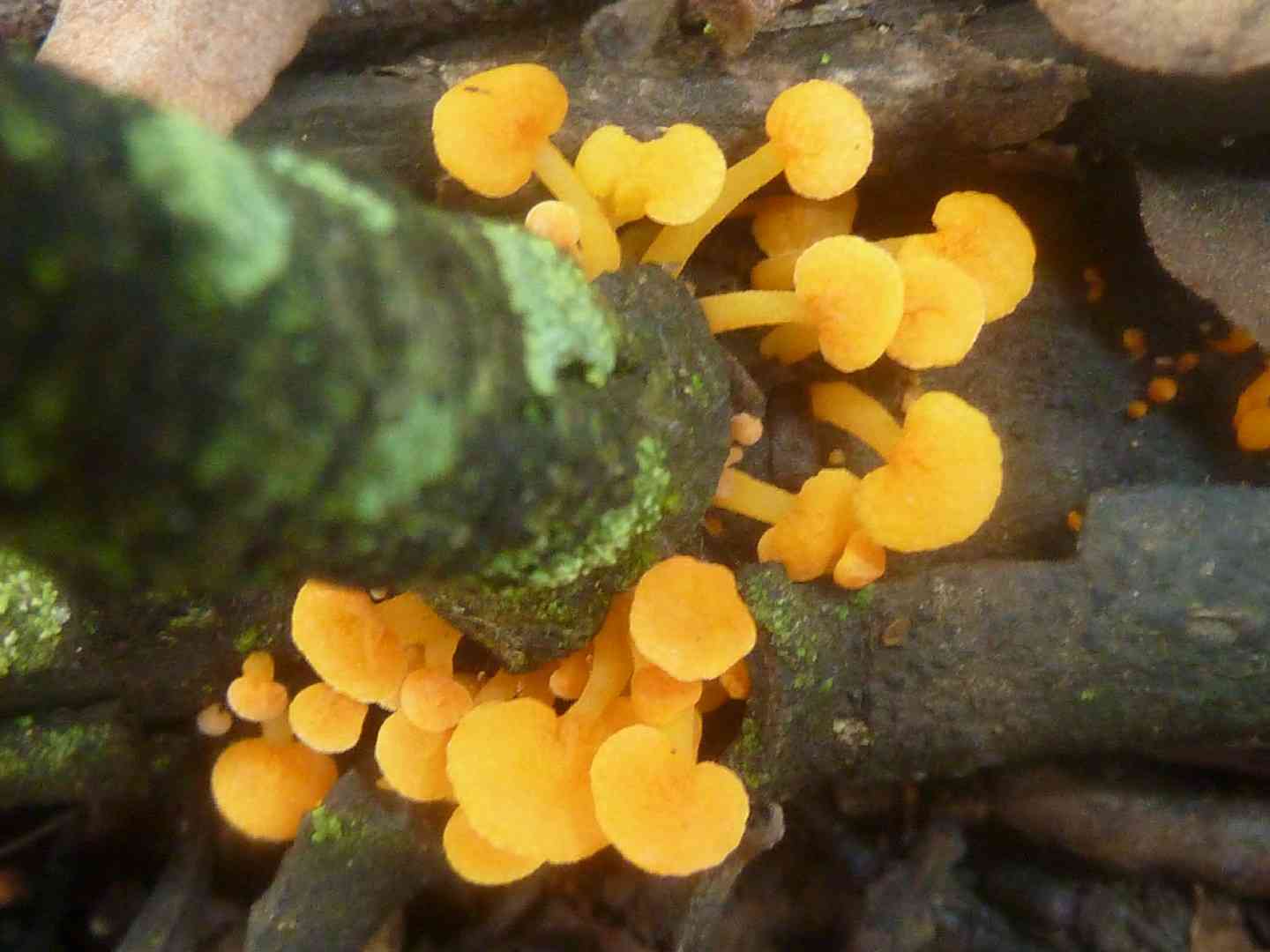 Favolaschia thwaitesii (Favolaschia thwaitesii) thumbnail 3