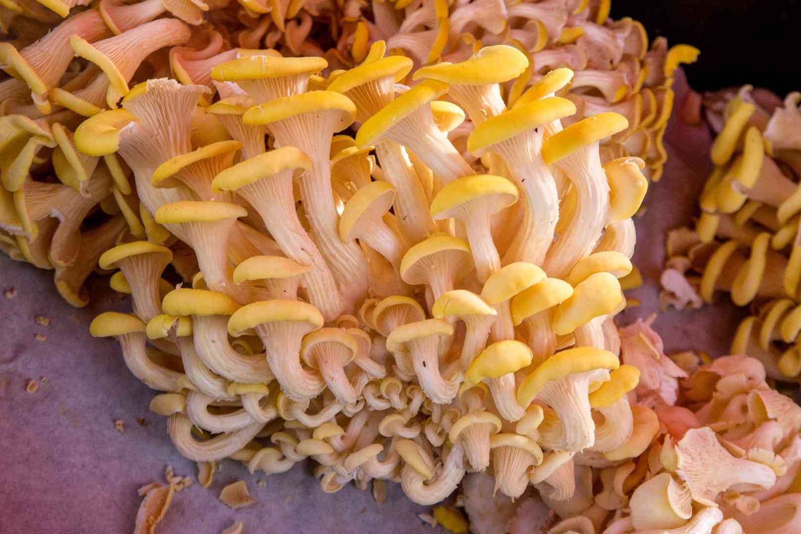 Golden oyster (Pleurotus citrinopileatus) thumbnail 3