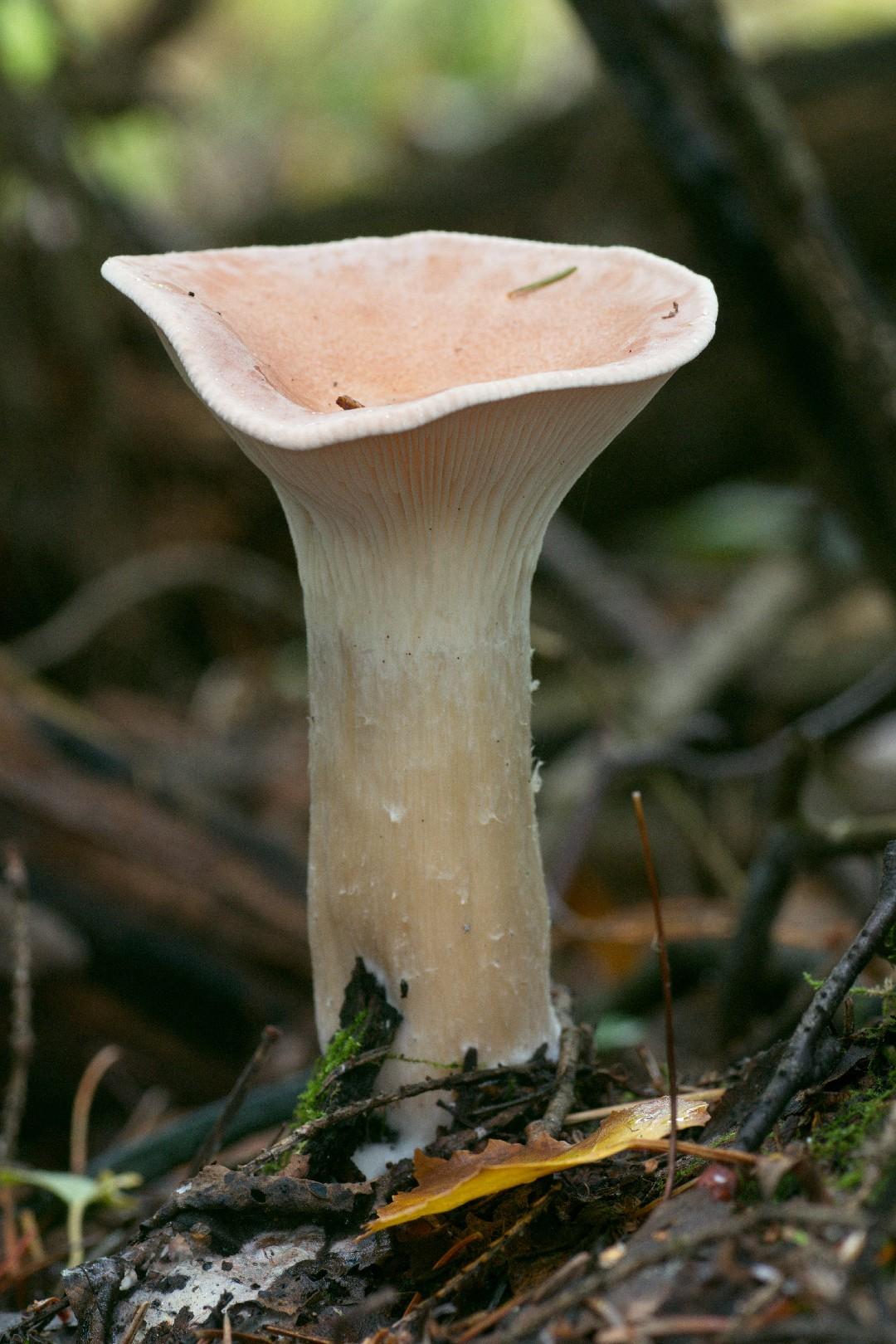 Trooping funnel