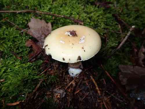 Gemmed amanita (Amanita gemmata) thumbnail 2