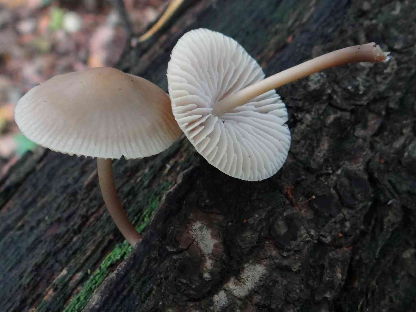 Common mycena