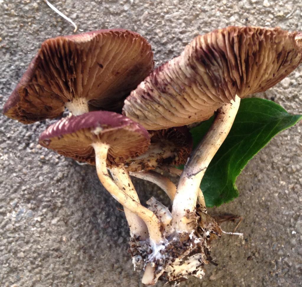 Psilocybe allenii thumbnail 3