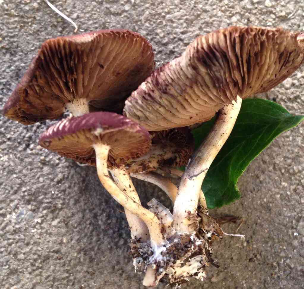 Psilocybe allenii (Psilocybe allenii) thumbnail 3