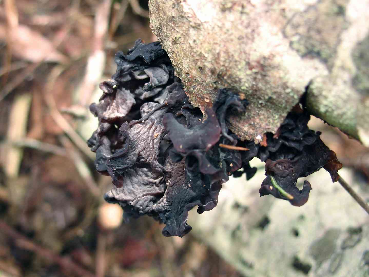 Blue chanterelle (Polyozellus multiplex) thumbnail 3