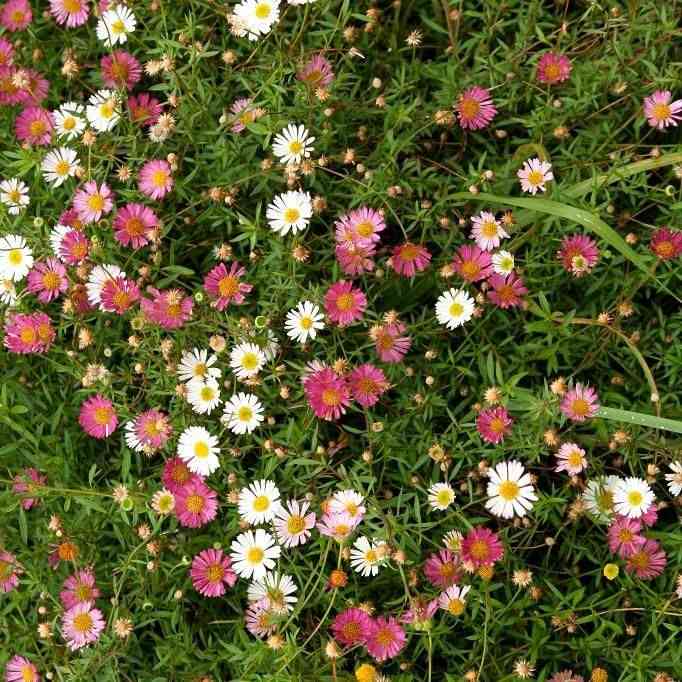 Mexican fleabane