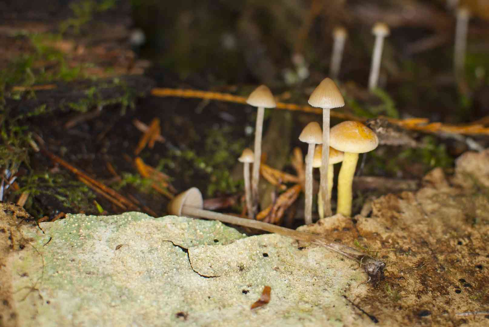 Conifer Psilocybe (Psilocybe pelliculosa) thumbnail 3