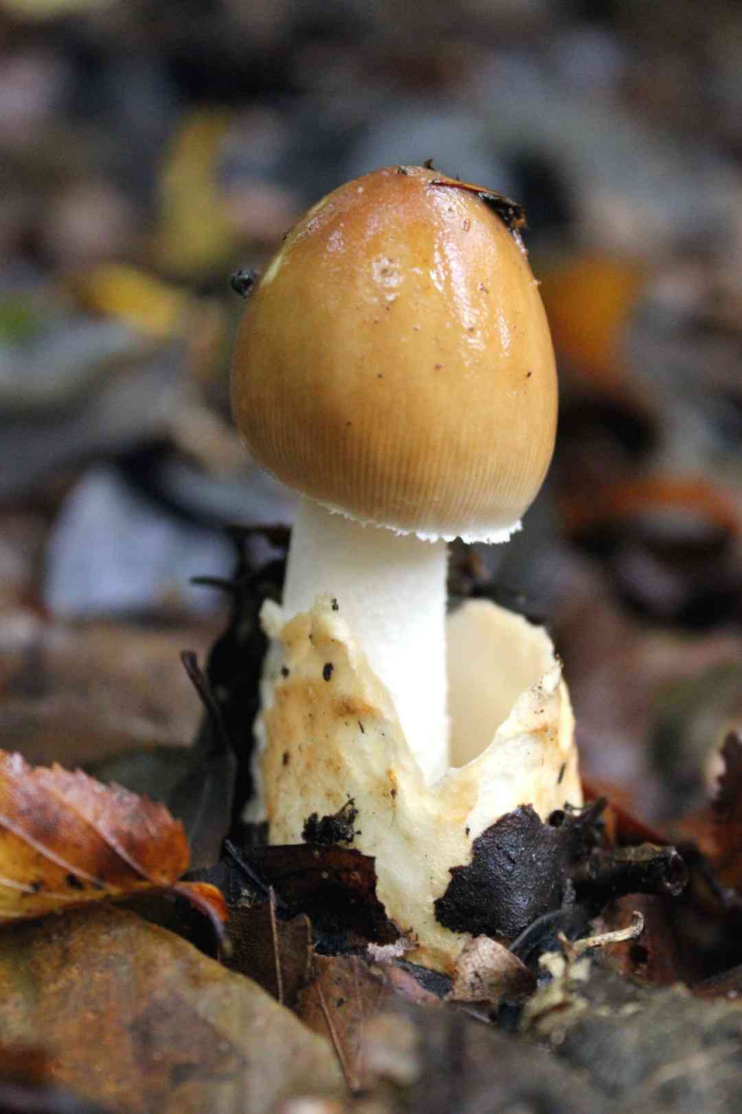 Tawny grisette (Amanita fulva) thumbnail 3