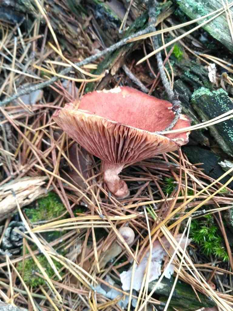 Candy cap (Lactarius camphoratus) thumbnail 2