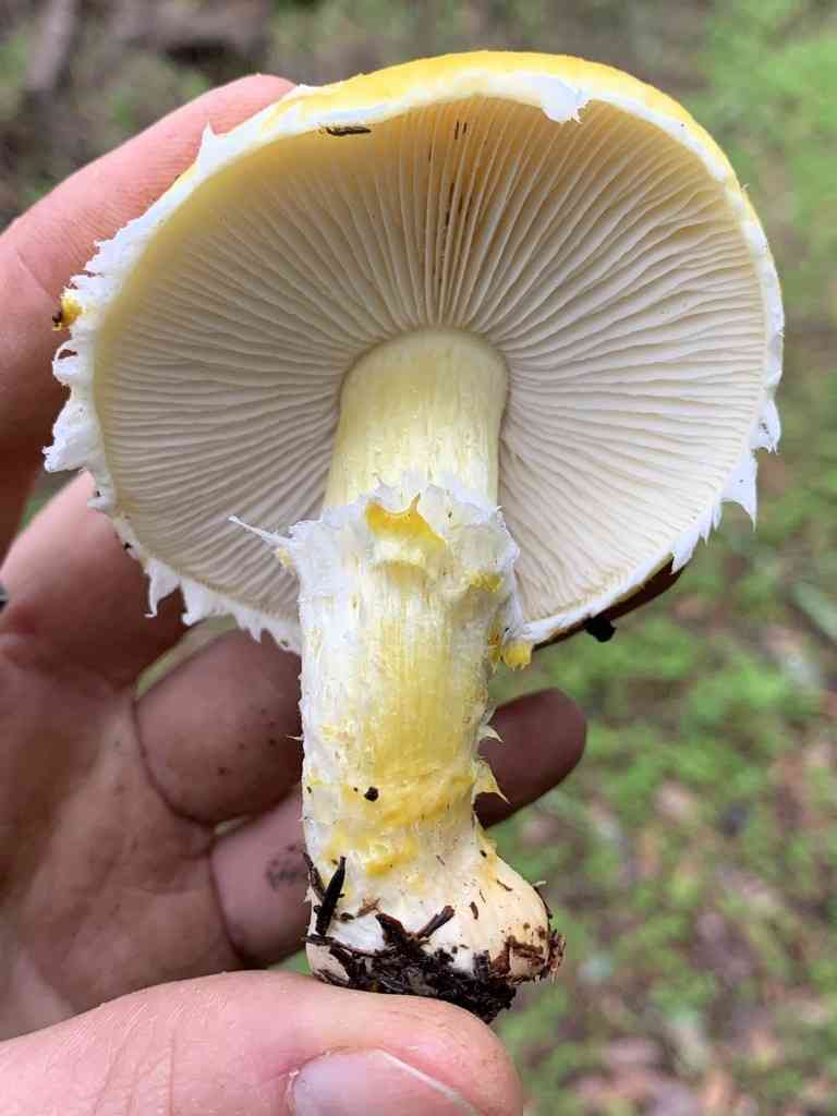 Floccularia Albolanaripes (Floccularia albolanaripes) thumbnail 3