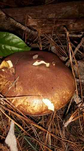 Weeping bolete (Suillus granulatus) thumbnail 2