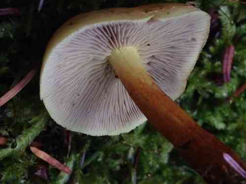 Conifer tuft (Hypholoma capnoides) thumbnail 3