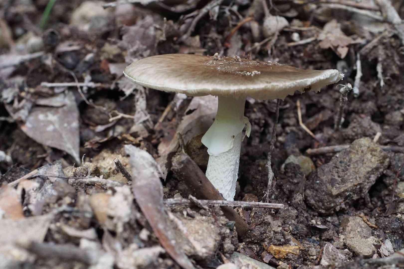 Hongo's false death cap (Amanita pseudoporphyria) thumbnail 3