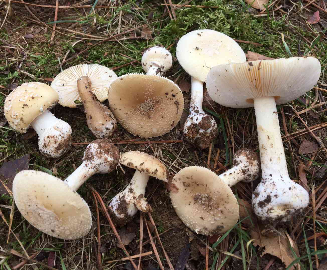 Poison Champagne Amanita (Amanita crenulata) thumbnail 2