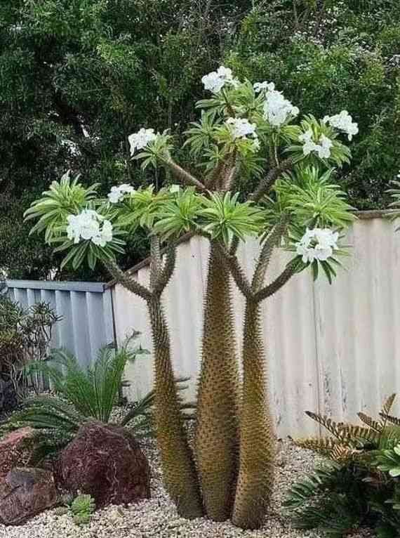 Madagascar palm