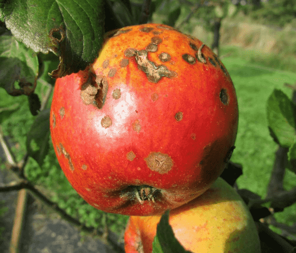 Apple Scab