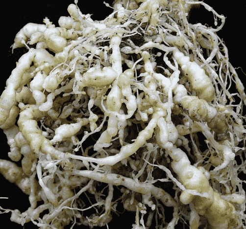 Root-knot Nematode