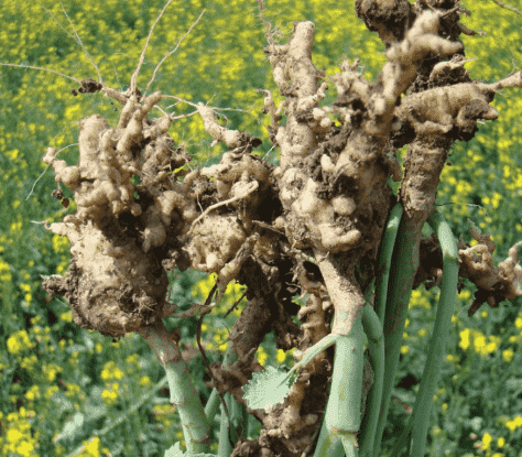Clubroot