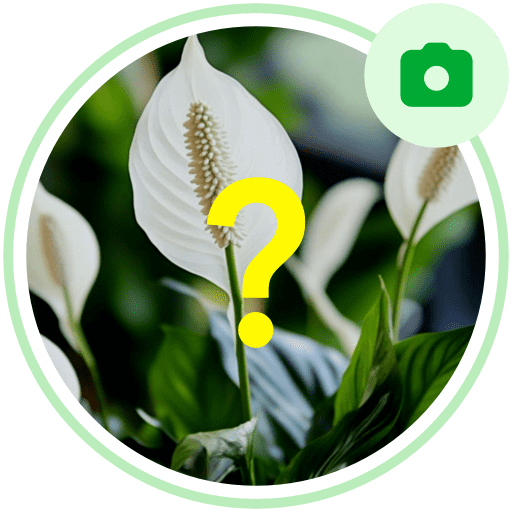 Instantly identify plants with a snap