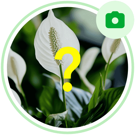 Instantly identify plants with a snap