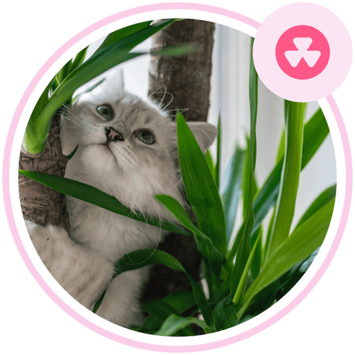 Identify toxic plants around you