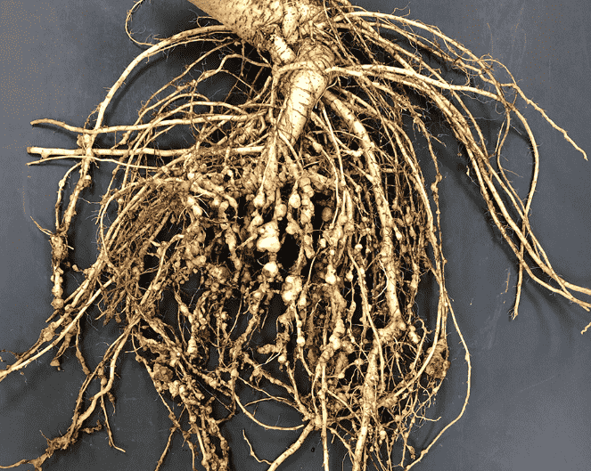 Root-knot Nematode