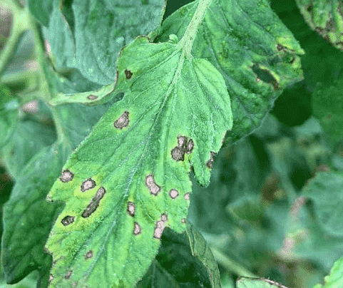 Bacterial Leaf Spot