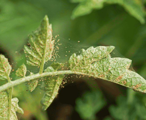 Spider Mites