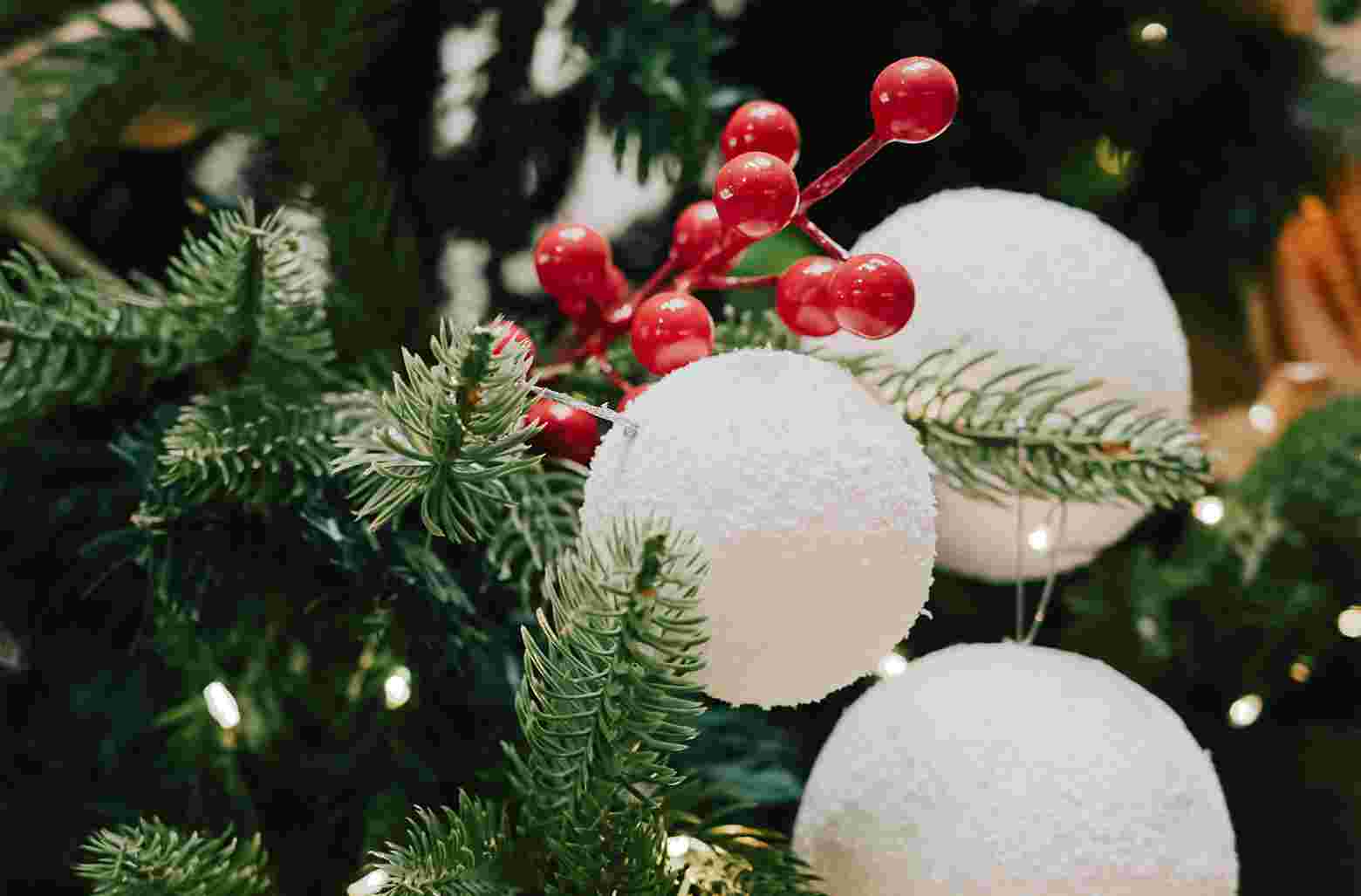 Popular Christmas Plants 