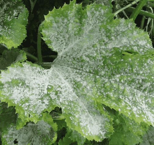 Powdery Mildew