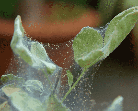 Spider Mites