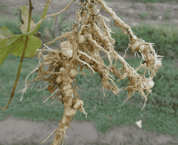 Root-knot Nematode