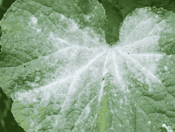 Powdery Mildew