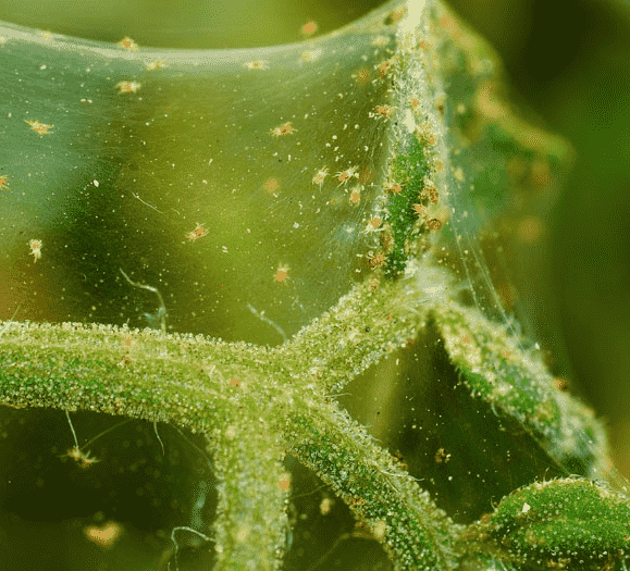 Spider Mites