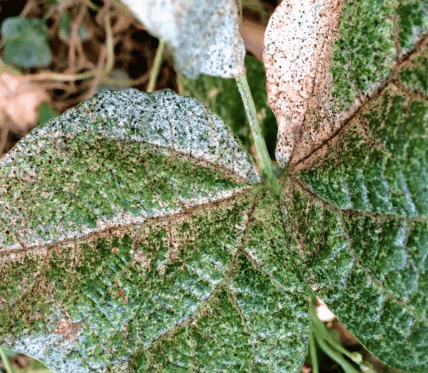 Thrips Damage
