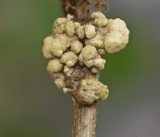 Crown Gall