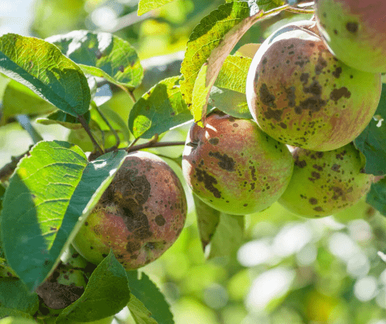 Apple Scab