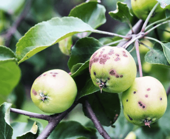 Apple Scab