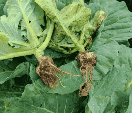 Clubroot
