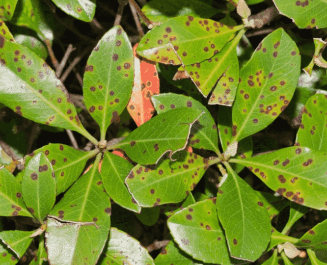 Bacterial Leaf Spot
