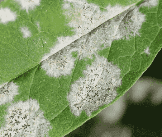 Powdery Mildew