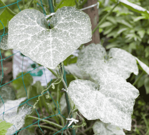 Powdery Mildew