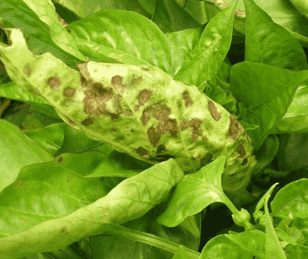 Bacterial Leaf Spot