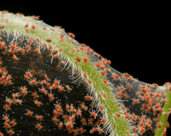 Spider Mites