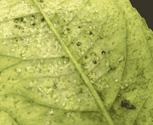 Thrips Damage