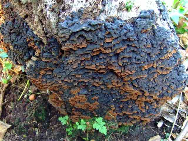 Oak curtain crust (Hymenochaete rubiginosa) thumbnail 2
